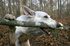 2008 08 28 White German Shepherd Chewing On Wood