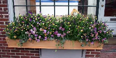 2008 Windowbox Nantucket 2632520740