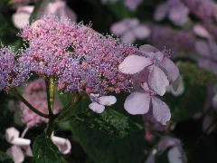 20090630 Brielmeersen (0001)
