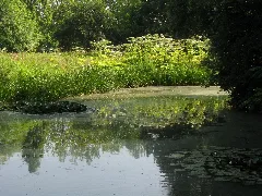 20090630 Brielmeersen (0003)