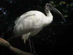 20090630 Brielmeersen (0013)