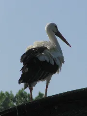 20090630 Brielmeersen (0016)