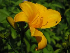 20090630 Brielmeersen (0020)
