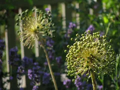 20090630 Brielmeersen (0023)