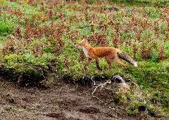 2018 09 07 01 Red Fox (Vulpes Vulpes) Izembek National Wild