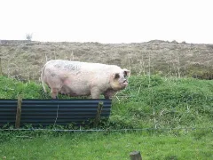 A Fine Porker At Aghabehy Geograph.org.uk 799713