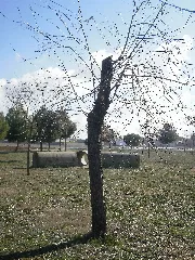 A Medio Día En El Parque De Doña Elvira Panoramio