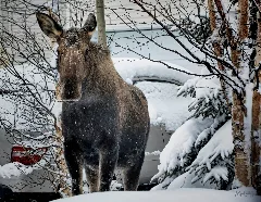 A Moose On The Loose