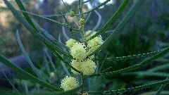 Acacia Elongata Flowers (9451872372)