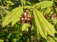 Acer Circinatum 03516