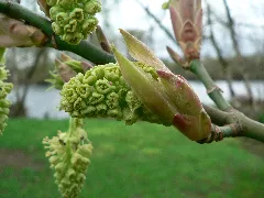 Acer Macrophyllum 01405