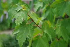 Acer Rubrum (Summertime)