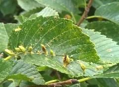 Aceria Parulmi