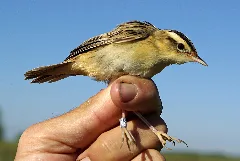 Acrocephalus Paludicola 1 By Dpc