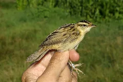 Acrocephalus Paludicola 2 By Dpc