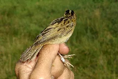 Acrocephalus Paludicola 4 By Dpc