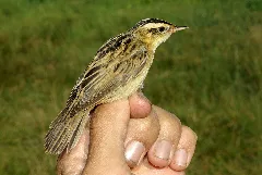 Acrocephalus Paludicola 5 By Dpc
