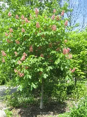 Aesculus × Carnea 2009 05 24