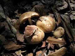 Agaricus Semotus Natural