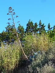 Agave Americana 005