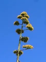 Agave Americana 006