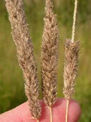 Alopecurus Arundinaceus