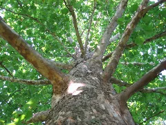 American Sycamore Bark