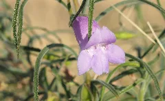 An Eremophila Gilesii Flower