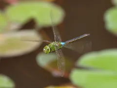 Anax Parthenope 20100710