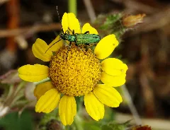 Anogcodes Seladonius 3