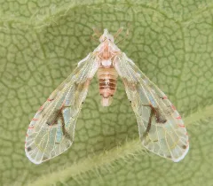Anotia Robertsonii (47464847032)