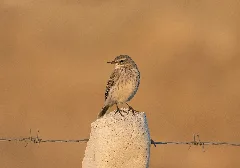 Anthus Spinoletta Water Pipit, Kahramanmaraş 2016 11 18 01 2