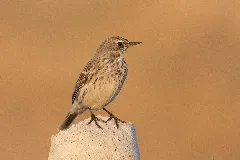 Anthus Spinoletta Water Pipit, Kahramanmaraş 2016 11 18 01 3