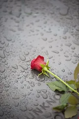 Anzac Day Service At The National War Memorial Flickr Nz Defence Force (1)