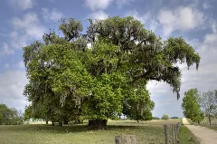 April Oak Panoramio