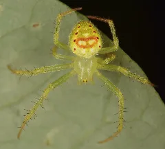 Araneus Cingulatus 47040160