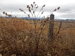 Arctium Minus (8154718175)