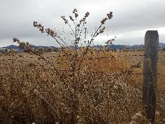 Arctium Minus (8154725363)