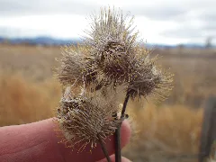 Arctium Minus (8154749972)