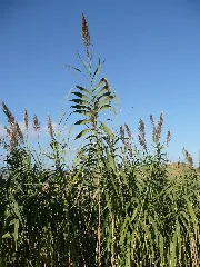 Arundo Donax Abruzzi Italy