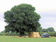 Ashton Hayes Straw And Silage