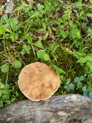Aureoboletus Russellii 82581092
