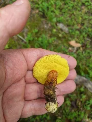 Aureoboletus Russellii 82581271