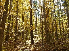 Autumn Colours In Stouffville (5822802635)