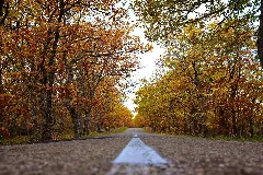 Autunno Sulla Strada Di Salandra