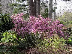 Azalea (7051803421)