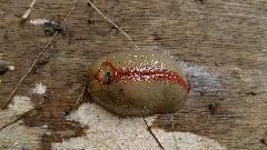 Back View Of A Red Triangle Slug (Triboniophorus Graeffei) Woronora River, Woronora, Nsw Australia 29 Oct. 2011