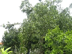 Bahçem Panoramio
