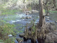 Bald Cypress Bole And Knees (5622005209)