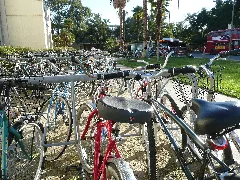Bicycles, Uc Davis